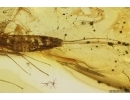 Nice Mayfly Ephemeroptera Leptophlebiidae Paraleptophlebia. Fossil insect Baltic amber stone #12228