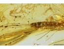 Nice Mayfly Ephemeroptera Leptophlebiidae Paraleptophlebia. Fossil insect Baltic amber stone #12228