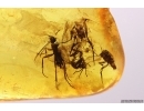 Harvestman Opiliones and More. Fossil inclusions Baltic amber #12243