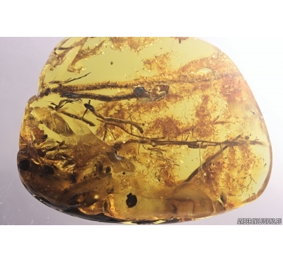 Plants, Lichen and Lives. Fossil inclusions Baltic amber #12244