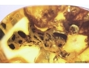 Unusual fossil Inclusion. Baltic amber stone #12245