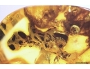 Unusual fossil Inclusion. Baltic amber stone #12245