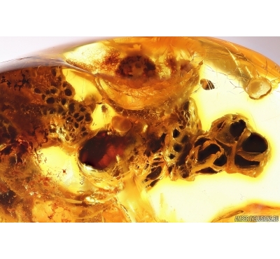 Unusual fossil Inclusion. Baltic amber stone #12245