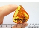 Unusual fossil Inclusion. Baltic amber stone #12245