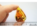 Unusual fossil Inclusion. Baltic amber stone #12245