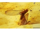 Termite Isoptera and Leaf. Fossil inclusions in Baltic amber #12251