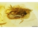 Two very rare flies Brachycera: Rachiceridae. Fossil inclusions Ukrainian Rovno amber #12259R