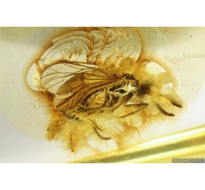Two very rare flies Brachycera: Rachiceridae. Fossil inclusions Ukrainian Rovno amber #12259R