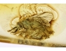 Two very rare flies Brachycera: Rachiceridae. Fossil inclusions Ukrainian Rovno amber #12259R