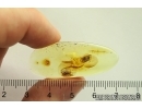 Two very rare flies Brachycera: Rachiceridae. Fossil inclusions Ukrainian Rovno amber #12259R