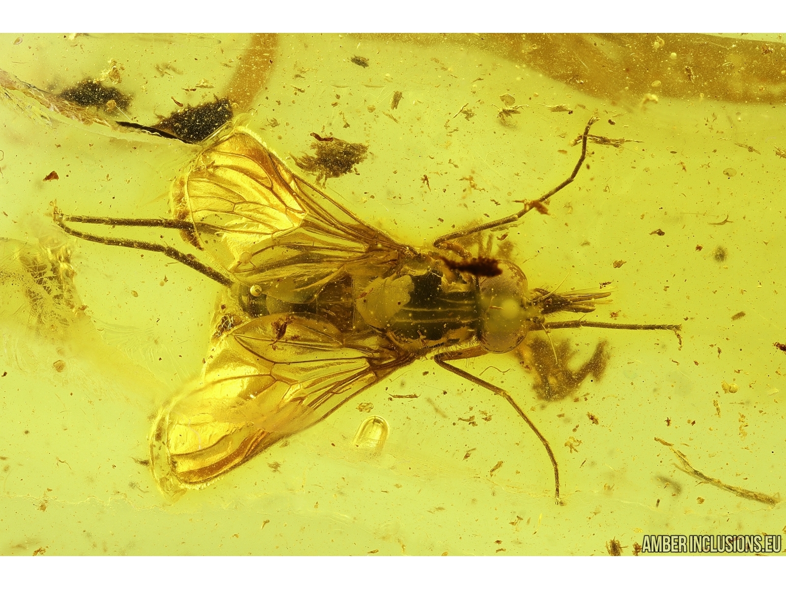 Rare Snipe Fly Rhagionidae. Fossil insect in Baltic amber #12260 | www ...