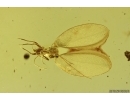 Nice Coccid Coccoidea. Fossil insect in silver Pendant Baltic amber #12261