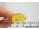 Nice Coccid Coccoidea. Fossil insect in silver Pendant Baltic amber #12261