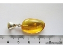 Nice Coccid Coccoidea. Fossil insect in silver Pendant Baltic amber #12261