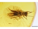 Rare Stonefly Plecoptera. Fossil insect in Baltic amber #12263