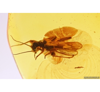 Rare Stonefly Plecoptera. Fossil insect in Baltic amber #12263