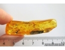 Big 15mm Cockroach Blattaria, Rare Aphid and More. Fossil insect Ukrainian Rovno amber #12264R