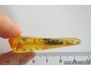 Big 15mm Cockroach Blattaria, Rare Aphid and More. Fossil insect Ukrainian Rovno amber #12264R