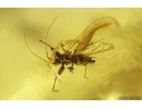 Big 15mm Cockroach Blattaria, Rare Aphid and More. Fossil insect Ukrainian Rovno amber #12264R