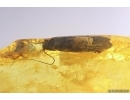 Big 15mm Cockroach Blattaria, Rare Aphid and More. Fossil insect Ukrainian Rovno amber #12264R