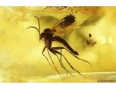 Big 15mm Cockroach Blattaria, Rare Aphid and More. Fossil insect Ukrainian Rovno amber #12264R