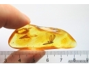 Nice Termite Isoptera and Beetle Coleoptera. Fossil inclusions in Baltic amber #12275