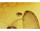 Nice Termite Isoptera and Beetle Coleoptera. Fossil inclusions in Baltic amber #12275