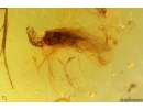 Extremely Rare Lacewing Dilaridae Cascadilar and Caddisfly Trichoptera. Fifth specimen in Baltic amber! #12276