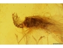 Extremely Rare Lacewing Dilaridae Cascadilar and Caddisfly Trichoptera. Fifth specimen in Baltic amber! #12276