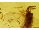 Extremely Rare Lacewing Dilaridae Cascadilar and Caddisfly Trichoptera. Fifth specimen in Baltic amber! #12276