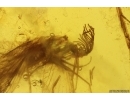 Extremely Rare Lacewing Dilaridae Cascadilar and Caddisfly Trichoptera. Fifth specimen in Baltic amber! #12276