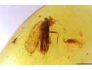 Extremely Rare Lacewing Dilaridae Cascadilar and Caddisfly Trichoptera. Fifth specimen in Baltic amber! #12276