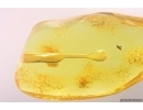 Nice Stalactite 21mm and More. Fossil inclusions in Baltic amber #12289