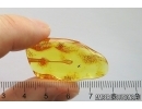Nice Stalactite 21mm and More. Fossil inclusions in Baltic amber #12289
