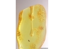 Nice Stalactite 21mm and More. Fossil inclusions in Baltic amber #12289