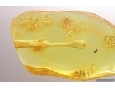 Nice Stalactite 21mm and More. Fossil inclusions in Baltic amber #12289