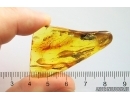 Two Planthoppers Fulgoromorpha. Fossil inclusions in Baltic amber #12291