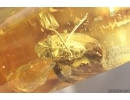 Two Planthoppers Fulgoromorpha. Fossil inclusions in Baltic amber #12291