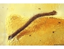 Nice Caddisfly Trichoptera, Leaf 18mm, Ant and More. Fossil inclusions Baltic amber #12292