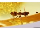 Nice Caddisfly Trichoptera, Leaf 18mm, Ant and More. Fossil inclusions Baltic amber #12292