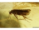 Nice Caddisfly Trichoptera, Leaf 18mm, Ant and More. Fossil inclusions Baltic amber #12292