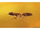 Nice Caddisfly Trichoptera, Leaf 18mm, Ant and More. Fossil inclusions Baltic amber #12292