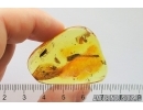 Nice Caddisfly Trichoptera, Leaf 18mm, Ant and More. Fossil inclusions Baltic amber #12292