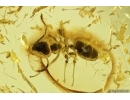Ant Formicidae Ctenobethylus goepperti. Fossil insect in Baltic amber #12294