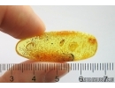Ant Formicidae Ctenobethylus goepperti. Fossil insect in Baltic amber #12294