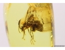 Winged Rare Ant Formicidae Prenolepis henschei. Fossil insect in Baltic amber #12296