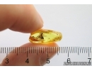 Winged Rare Ant Formicidae Prenolepis henschei. Fossil insect in Baltic amber #12296