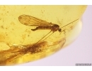 Winged Ant Lasius and Crane fly Limoniidae Dicranomyia. Fossil inclusions Baltic amber #12297