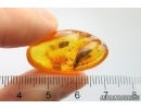 Big Winged Ant Formicidae: Formica gustawi. Fossil insect Baltic amber #12298R