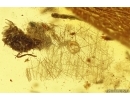 Caddisfly Trichoptera and Fungus. Fossil inclusions Baltic amber #12304
